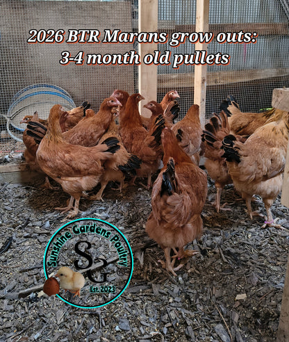 Black Tailed Red Marans (BTR) - Straight run ONLY*