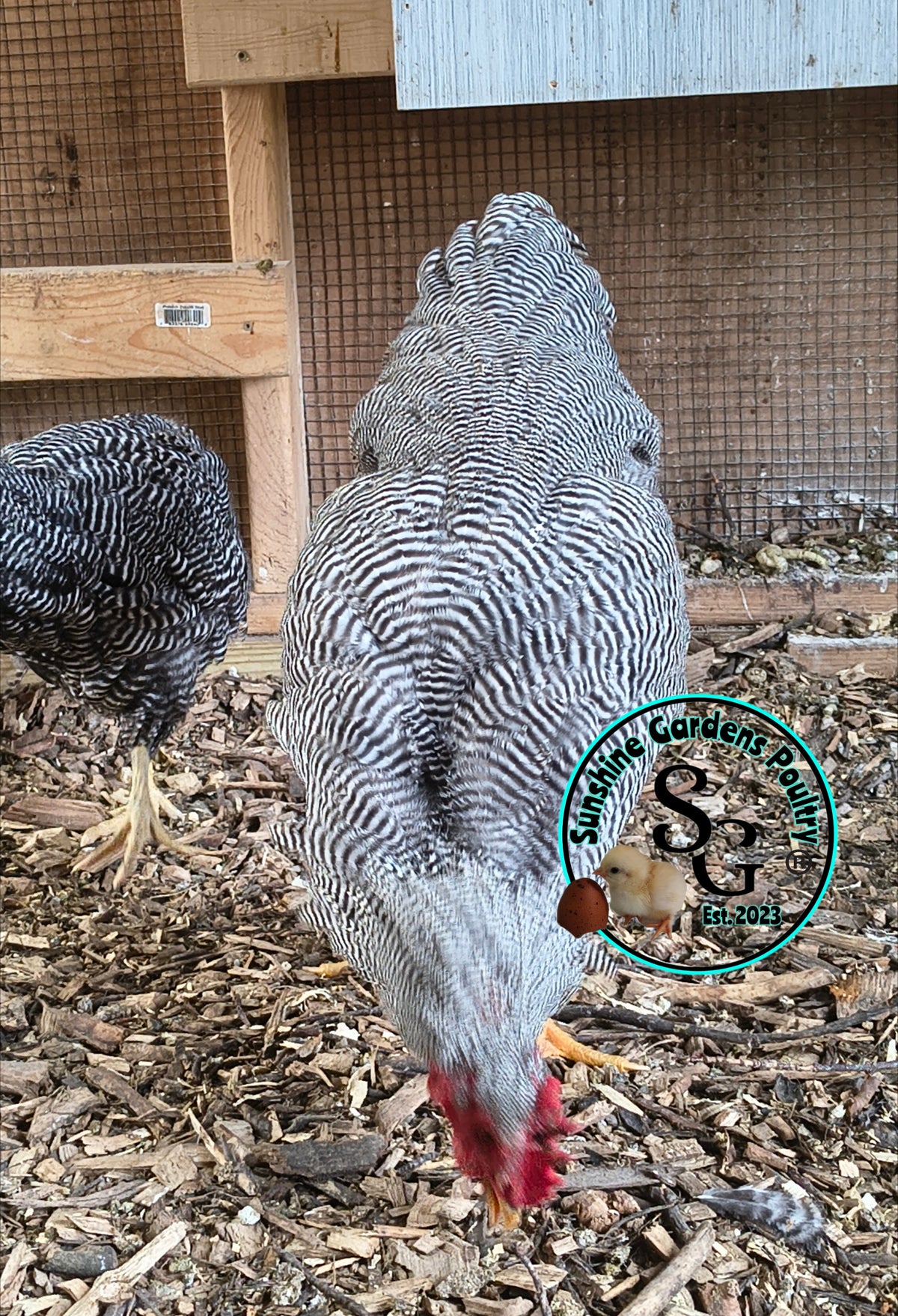 Heritage Plymouth Barred Rock - Straight run ONLY