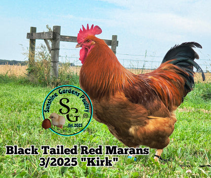 Black Tailed Red Marans (BTR) - Straight run ONLY*