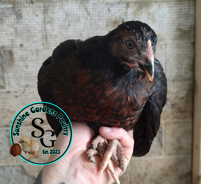 Rainbow Layers: Pullet 6-8 weeks old