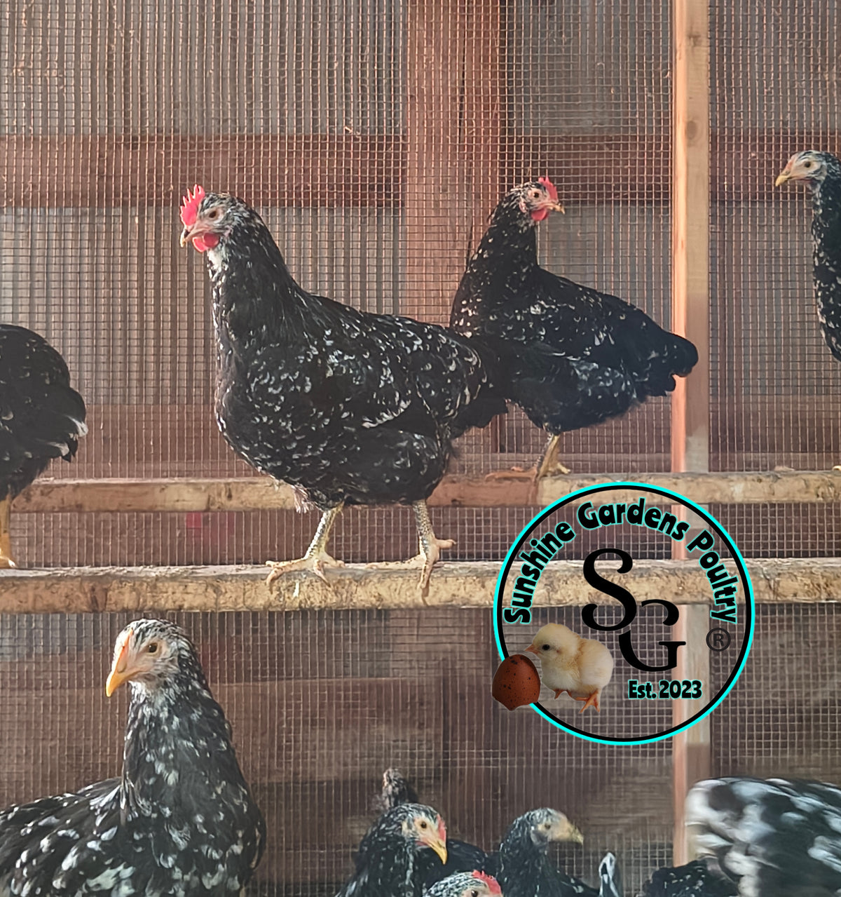 Shipping included: Mottled Java - 12 Hatching Eggs*