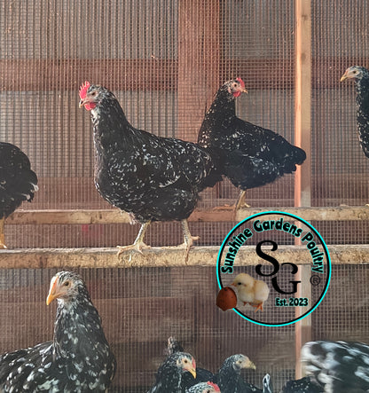 Shipping included: Mottled Java - 12 Hatching Eggs*