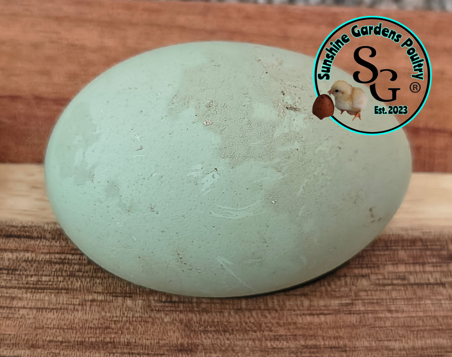 Rainbow Layers: 4-6 Month Old Pullet