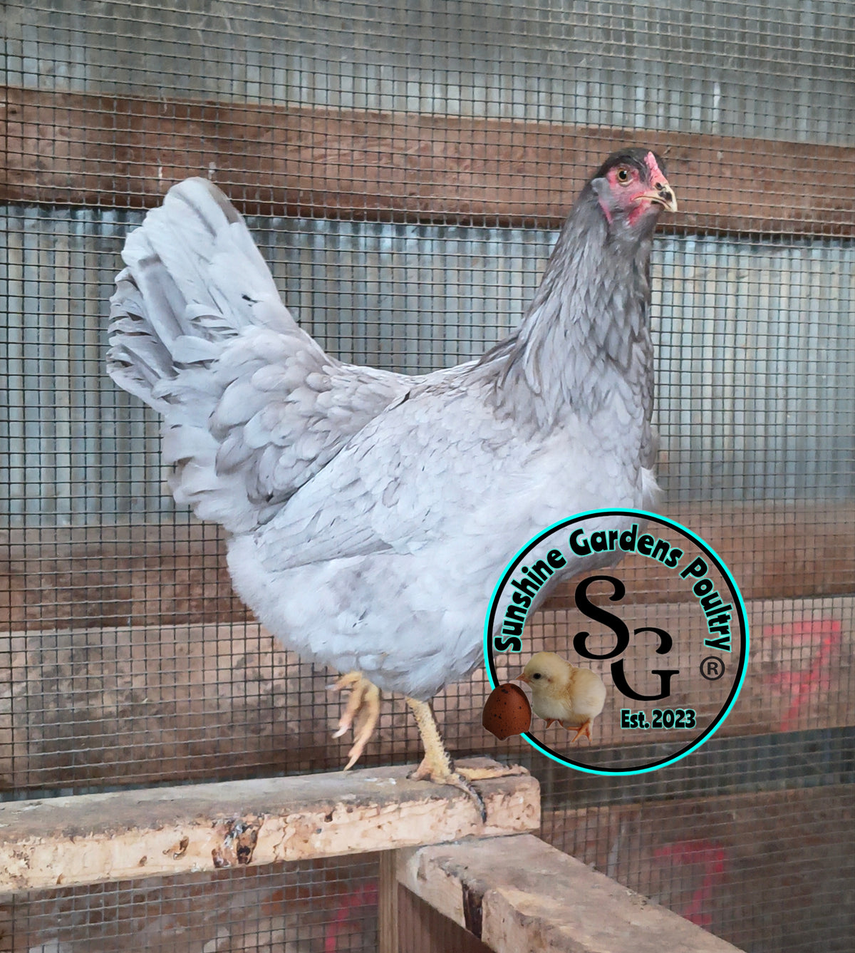Rainbow Layers: 3-4 Month Old Pullet