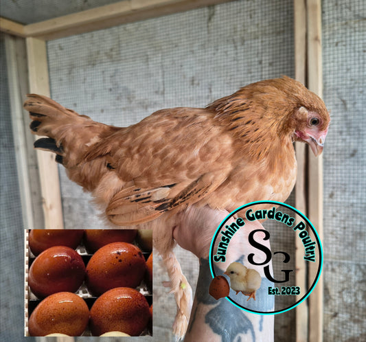 Black tailed red Marans: Pullet 9-12 weeks old