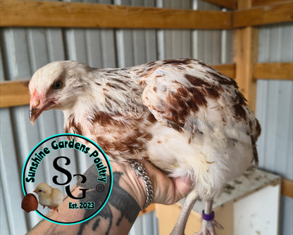 LOCAL PICK-UP Option: Christopher Lynn Rainbow Eggers (CLRE) - 12 Hatching Eggs*