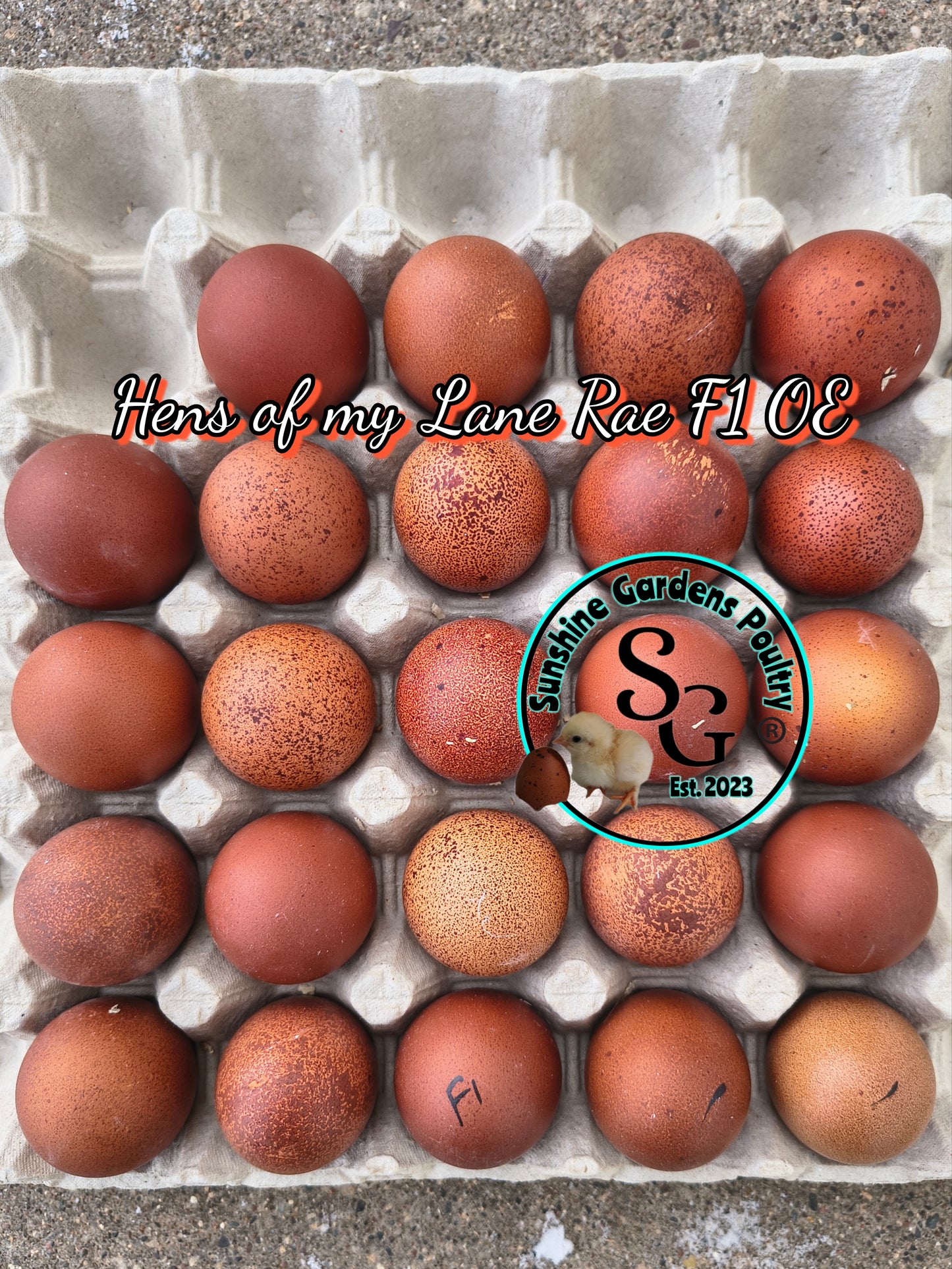 LOCAL PICK-UP Option: Lane Rae F1 Olive Eggers (LROE) - 12 Hatching Eggs*