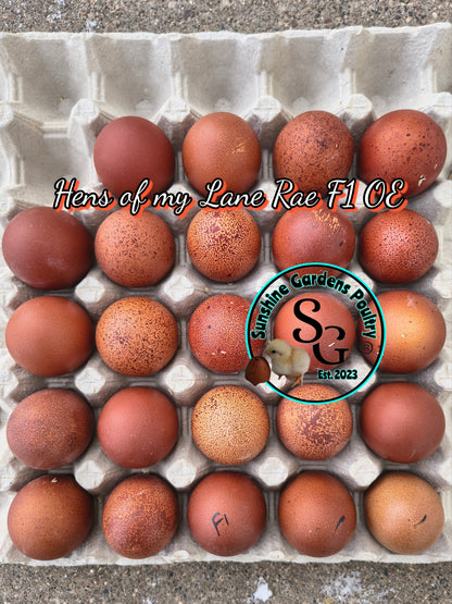 LOCAL PICK-UP Option: Lane Rae F1 Olive Eggers (LROE) - 12 Hatching Eggs*