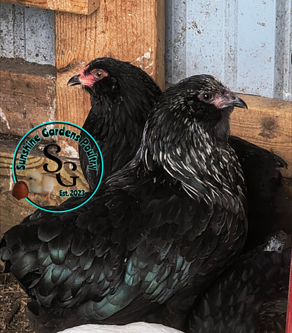 LOCAL PICK-UP Option: Christopher Lynn Rainbow Eggers (CLRE) - 12 Hatching Eggs*