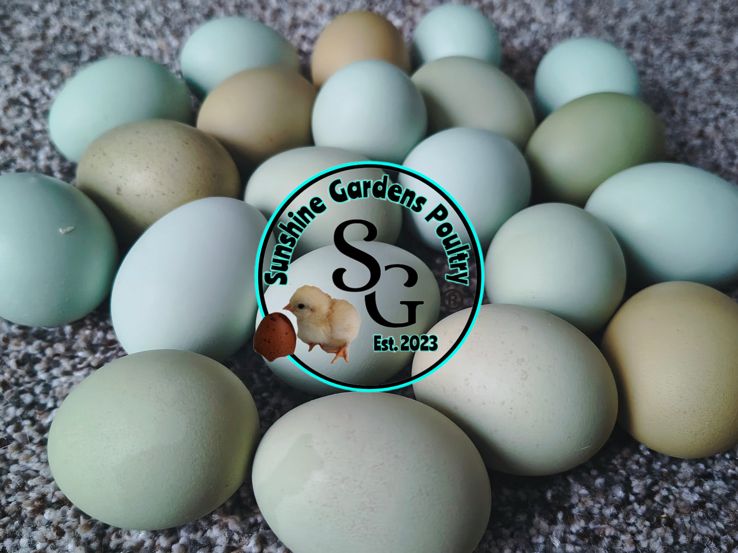 LOCAL PICK-UP Option: Christopher Lynn Rainbow Eggers (CLRE) - 12 Hatching Eggs*
