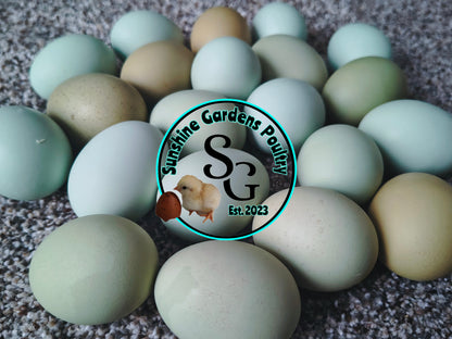 LOCAL PICK-UP Option: Christopher Lynn Rainbow Eggers (CLRE) - 12 Hatching Eggs*