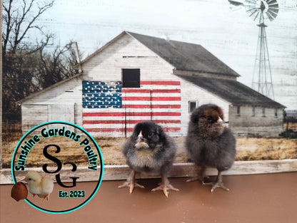 Shipping included: Lane Rae F1 Olive Eggers (LROE) - 12 Hatching Eggs*