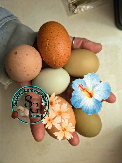 LOCAL PICK-UP Option: Christopher Lynn Rainbow Eggers (CLRE) - 12 Hatching Eggs*