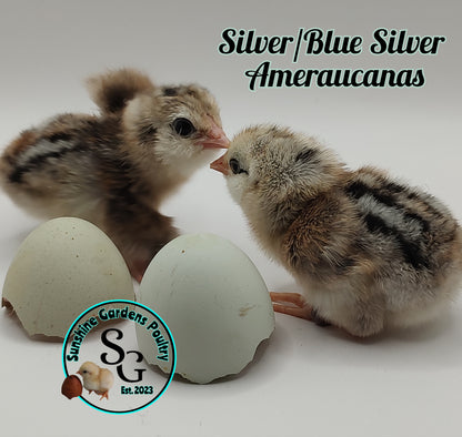 Silver & Blue Silver Ameraucanas - Straight run ONLY