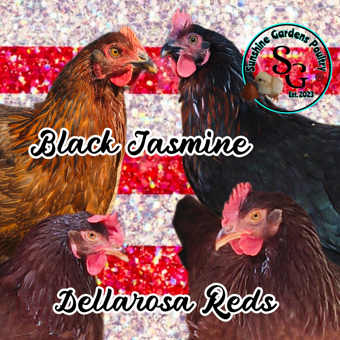 SALE: POL - Dellarosa Reds/Black Jasmine Pullets
