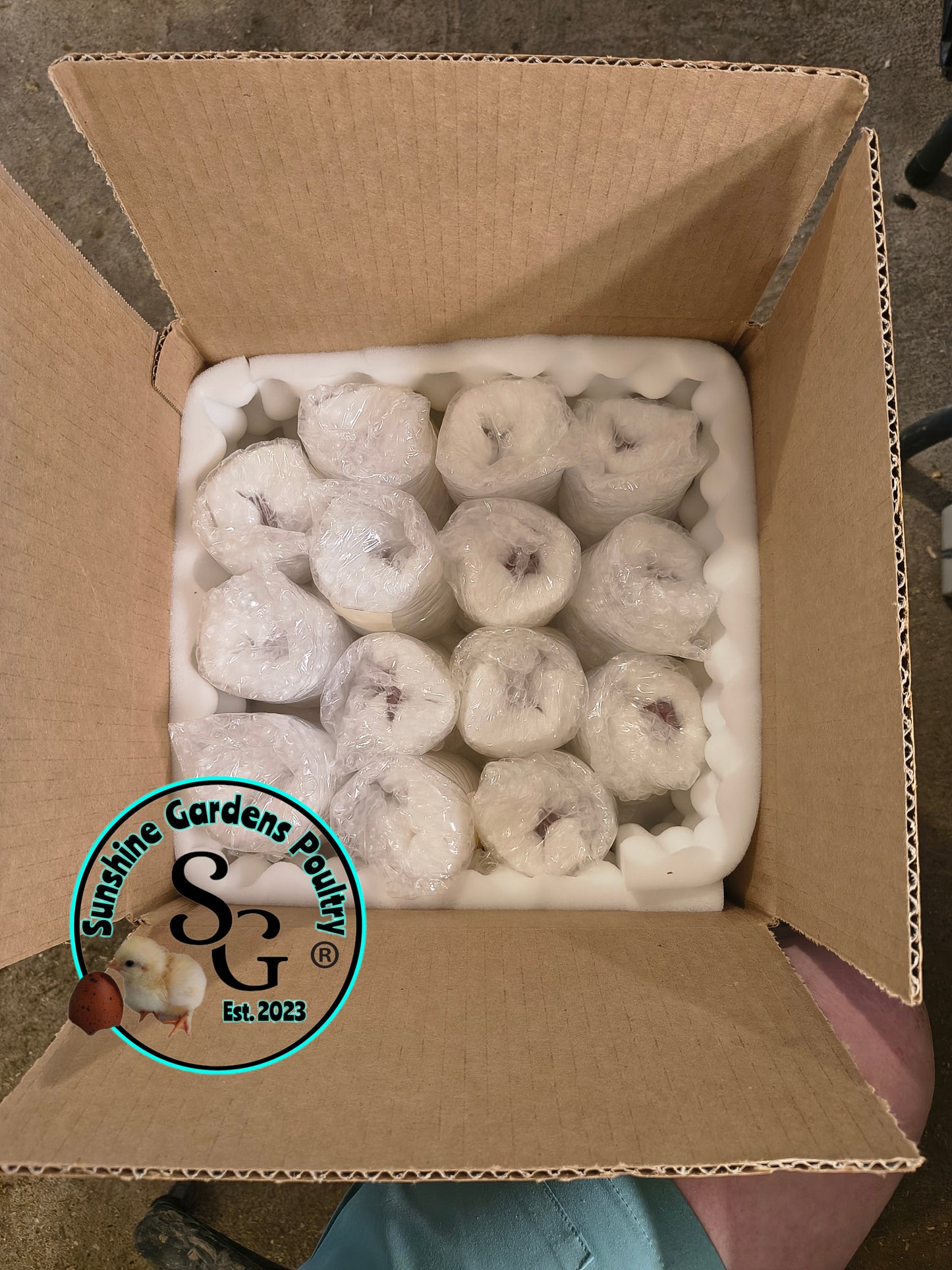 Shipping Included: Hen's Choice Extras - 12 Hatching Eggs