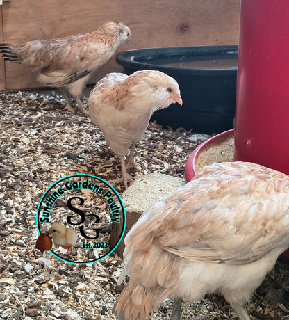 Wheaten (eWh)/Blue Wheaten Ameraucana - Straight run ONLY