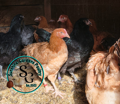 Breeder's Choice Pullets: 3-4 Month Olds