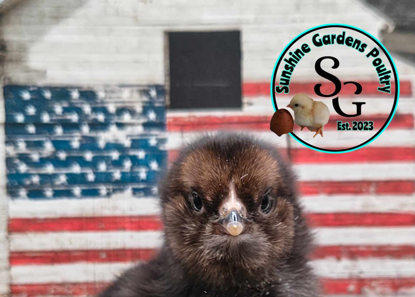 Shipping included: Lane Rae F1 Olive Eggers (LROE) - 12 Hatching Eggs*