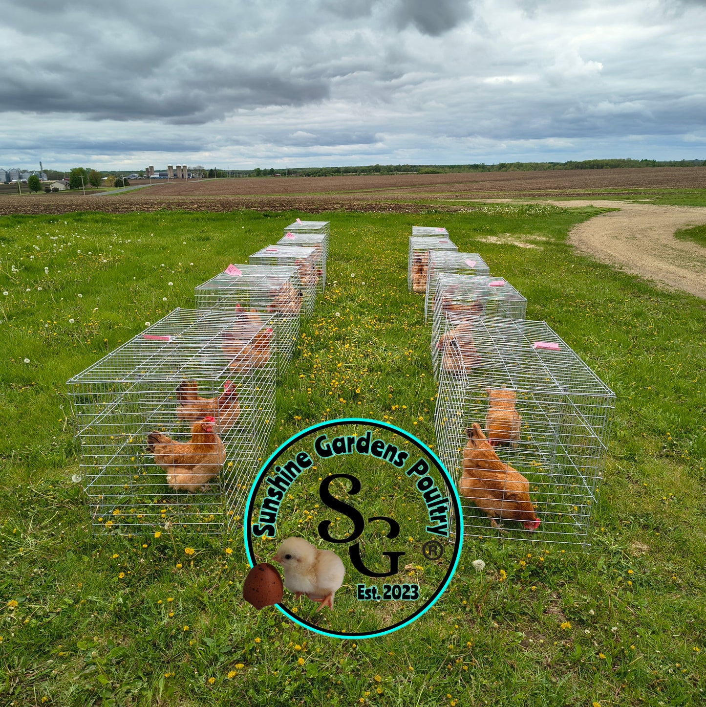Black Tailed Red Marans (BTR) - Straight run ONLY*