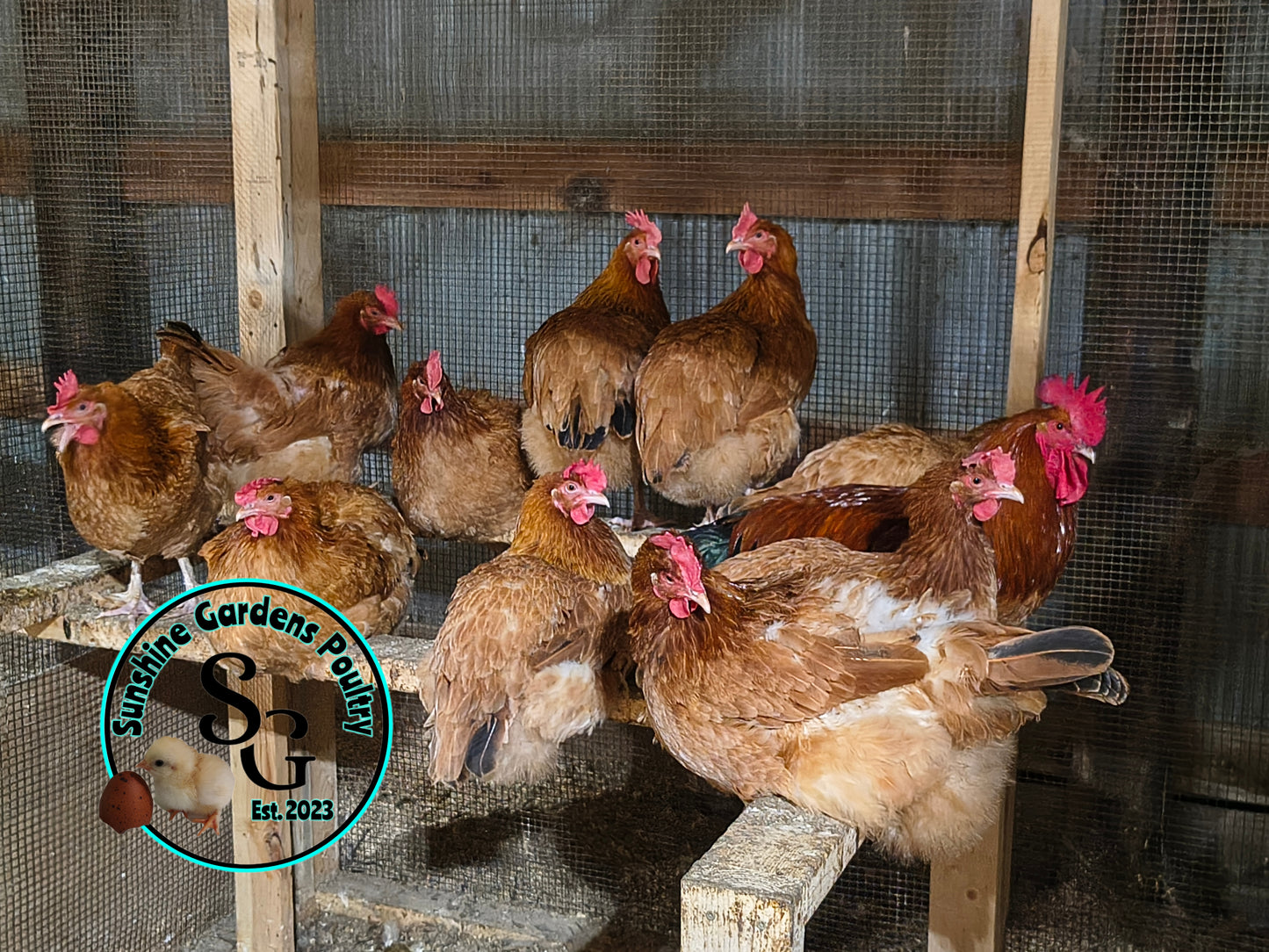 Black tailed red Marans: Pullet 6-8 weeks old