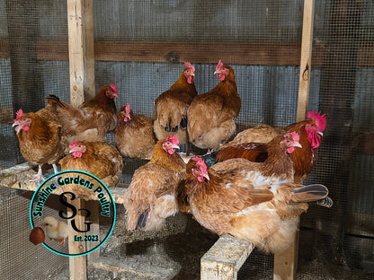 Black tailed red Marans: Pullet 6-8 weeks old