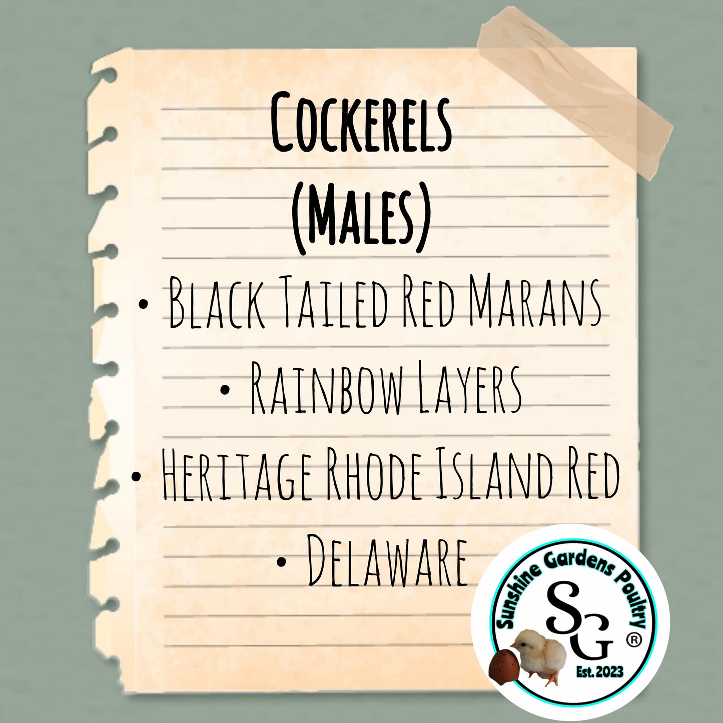 6-12 week old Cockerels