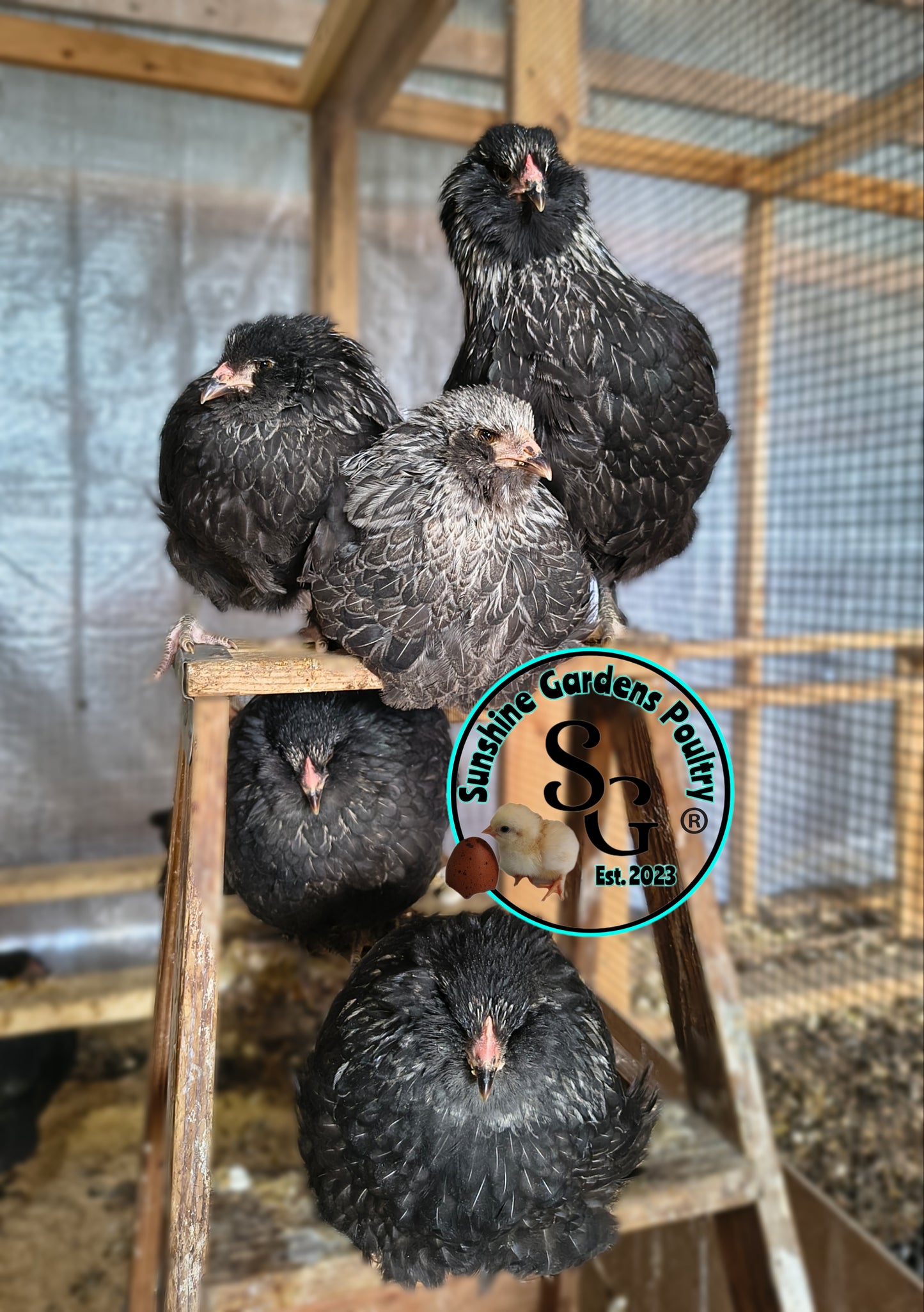 LOCAL PICK-UP Option: Lane Rae F1 Olive Eggers (LROE) - 12 Hatching Eggs*