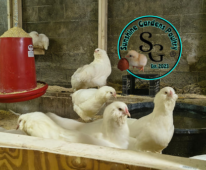 White Ameraucanas - Straight Run ONLY
