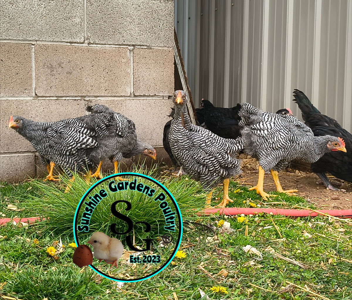 Heritage Plymouth Barred Rock - Straight run ONLY