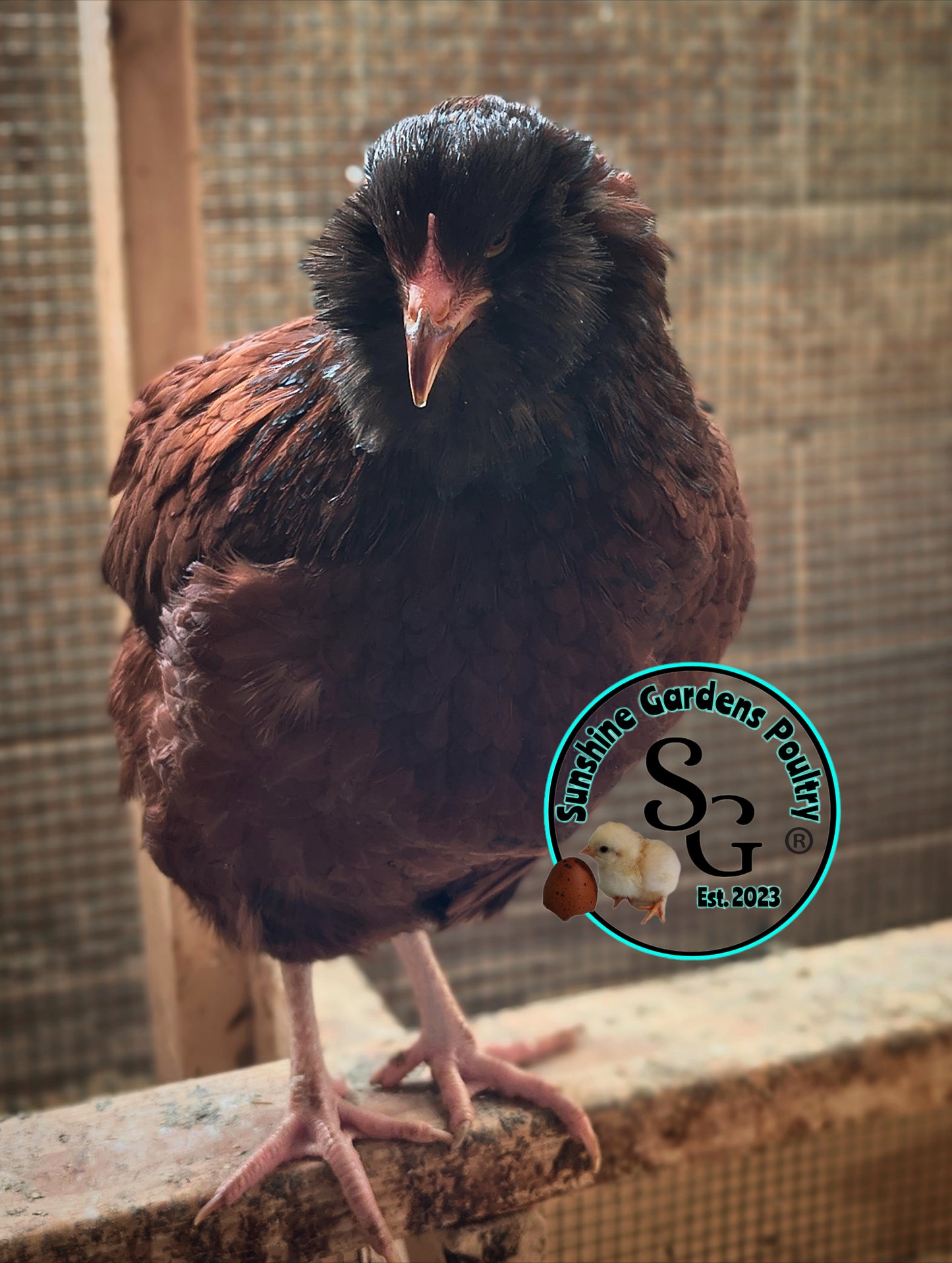 LOCAL PICK-UP Option: Christopher Lynn Rainbow Eggers (CLRE) - 12 Hatching Eggs*
