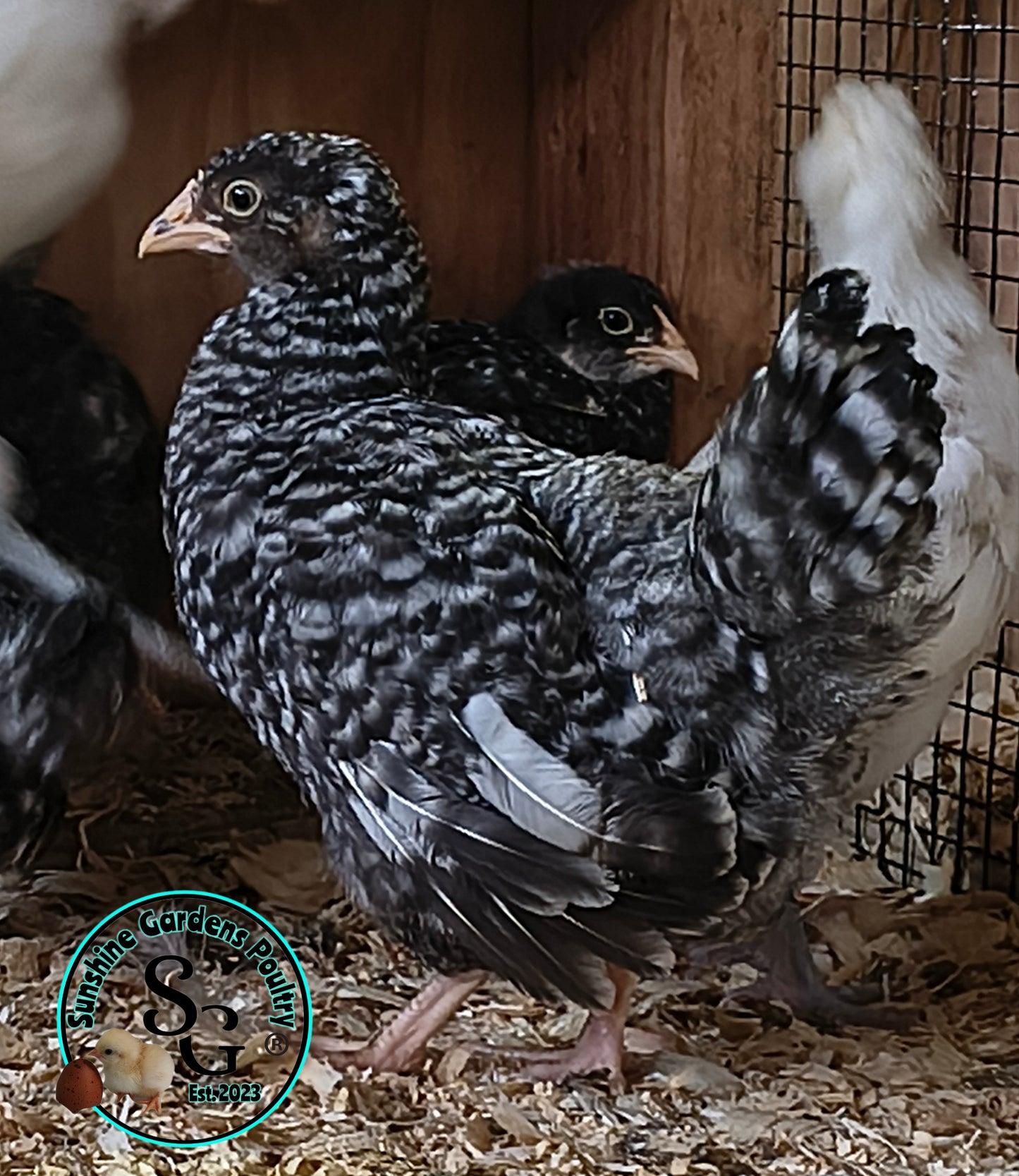 Cuckoo Ameraucanas - Straight run ONLY