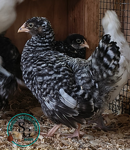 Cuckoo Ameraucanas - Straight run ONLY