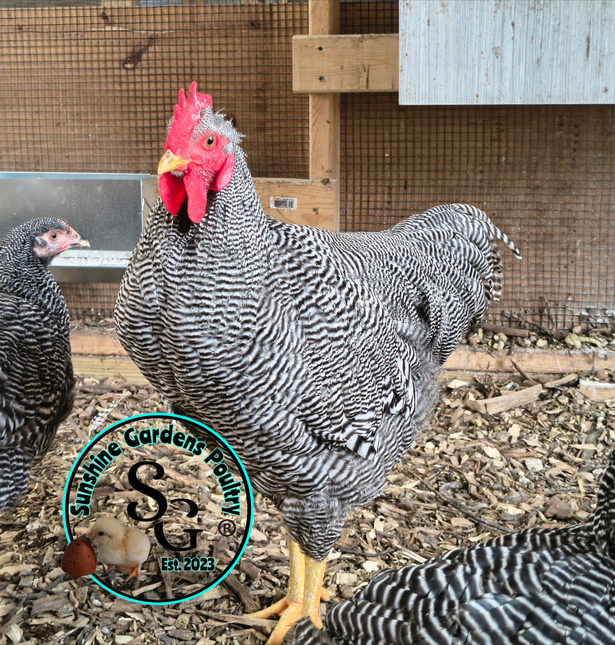 Heritage Plymouth Barred Rock - Straight run ONLY