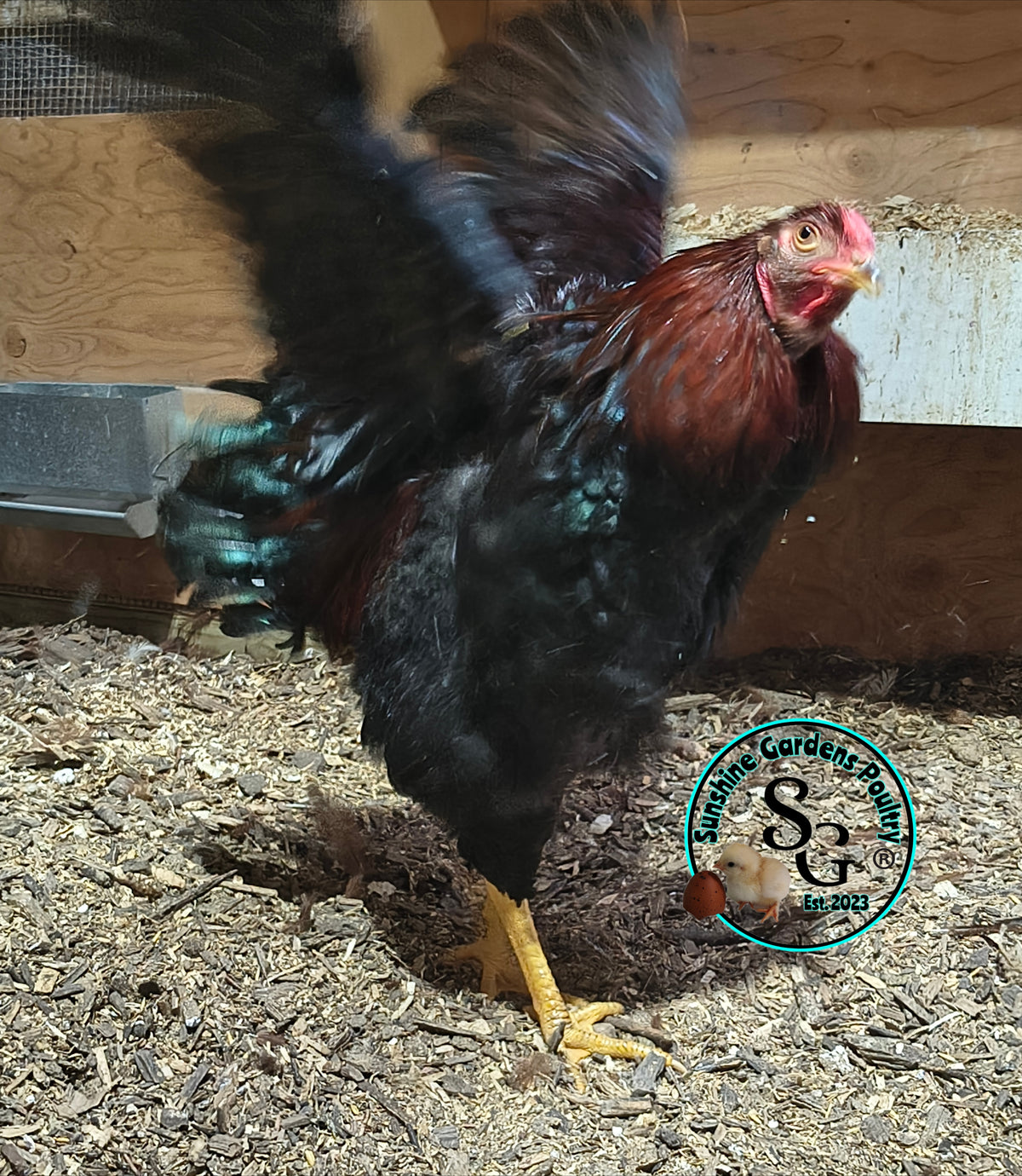 Partridge Chantecler - Straight run ONLY