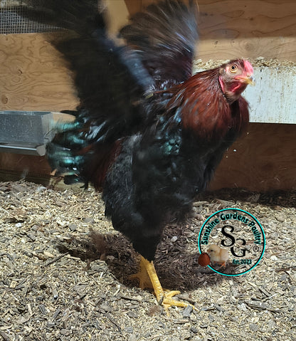 Partridge Chantecler - Straight run ONLY