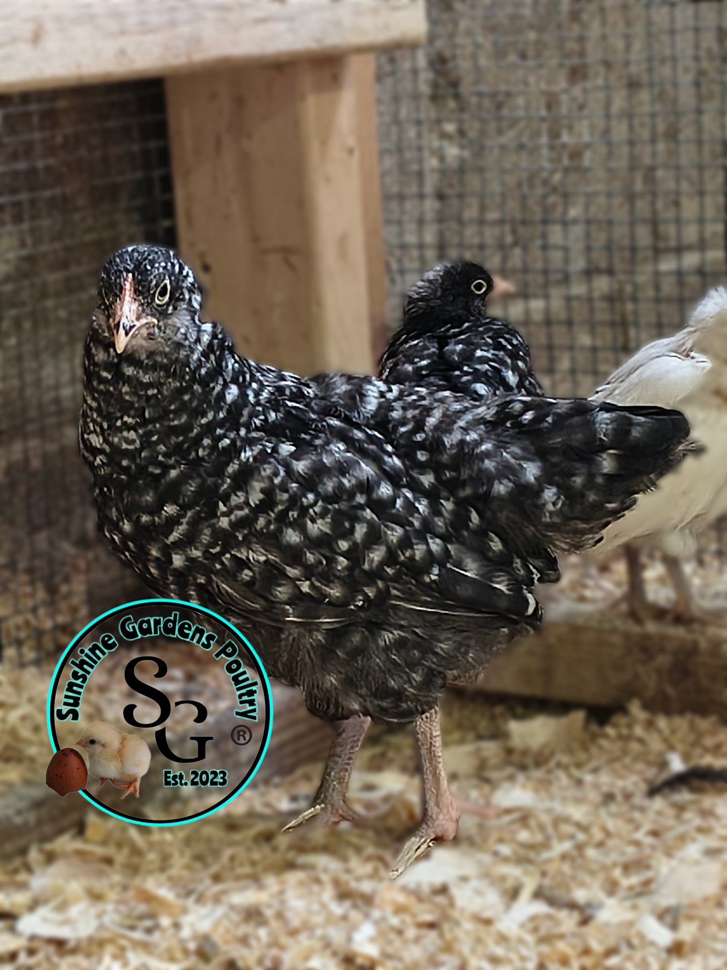 Cuckoo Ameraucanas - Straight run ONLY
