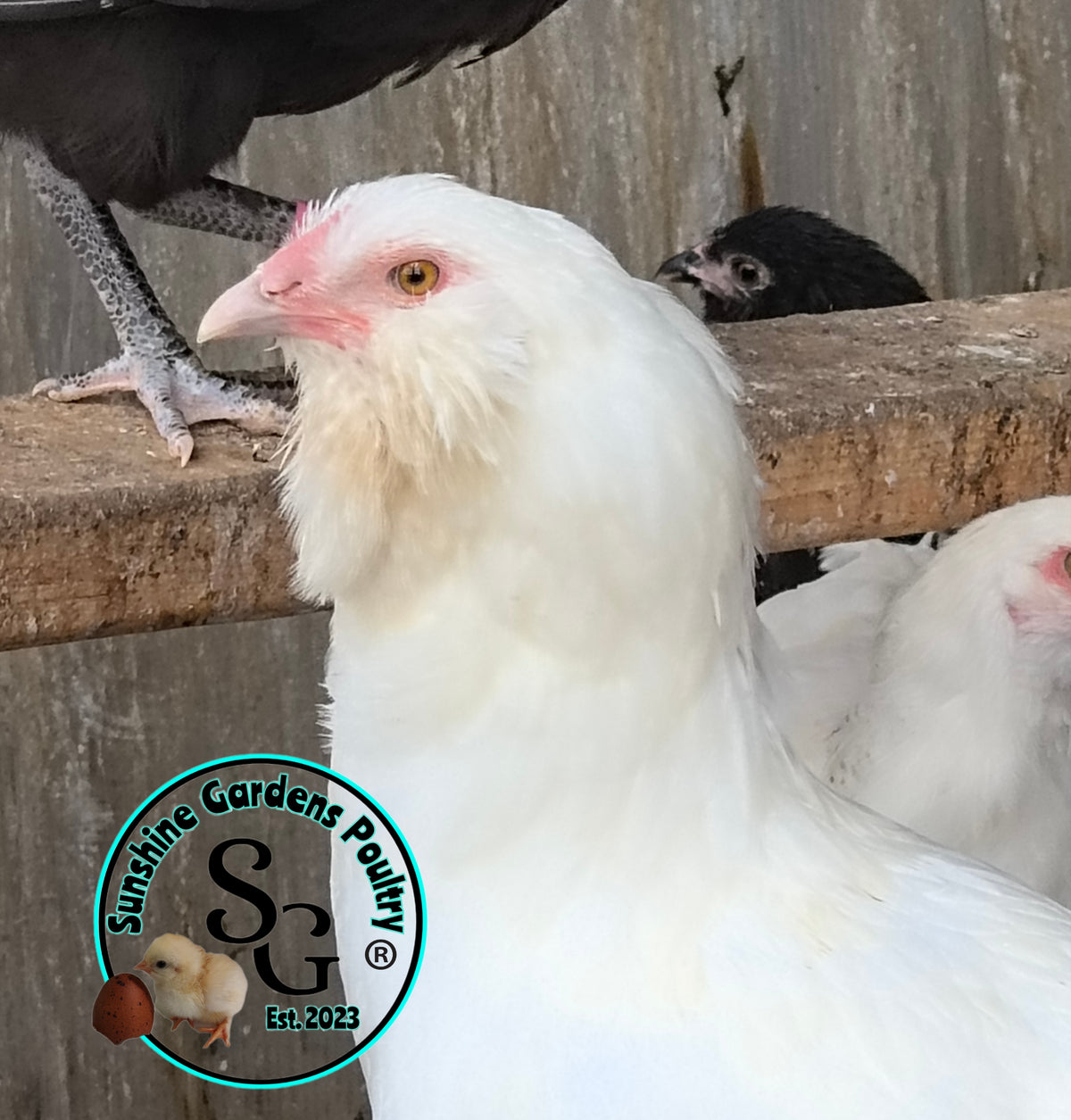 LOCAL PICK-UP Option: Christopher Lynn Rainbow Eggers (CLRE) - 12 Hatching Eggs*
