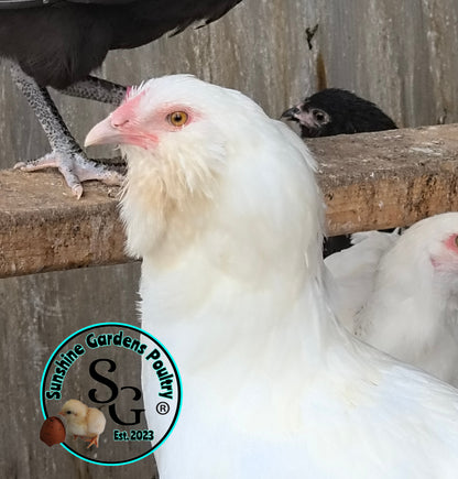 LOCAL PICK-UP Option: Christopher Lynn Rainbow Eggers (CLRE) - 12 Hatching Eggs*