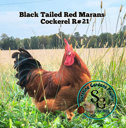 Black Tailed Red Marans (BTR) - Straight run ONLY*