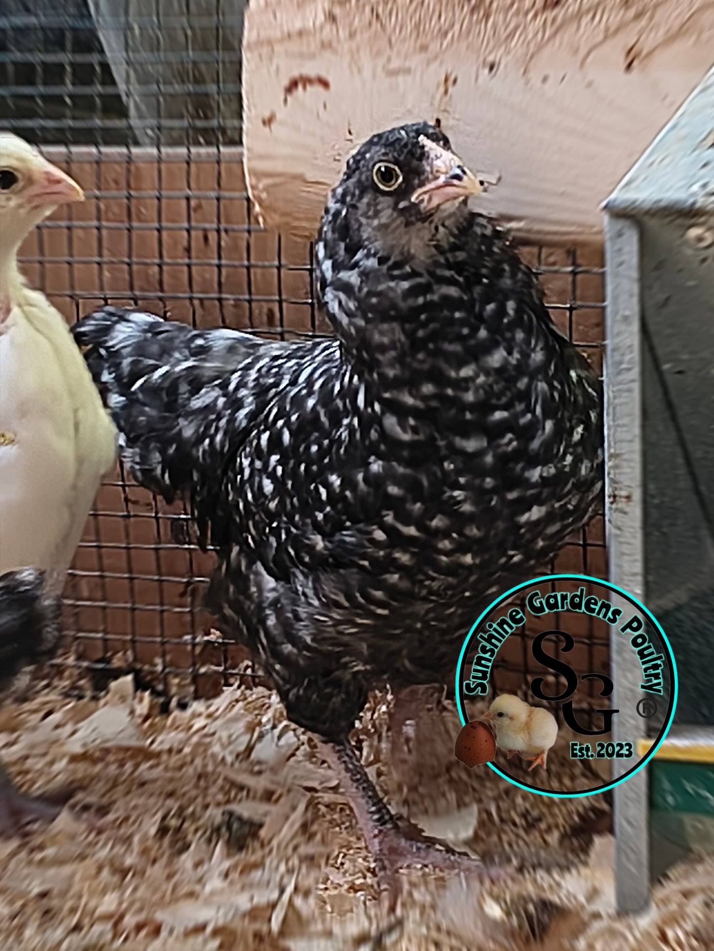 Cuckoo Ameraucanas - Straight run ONLY