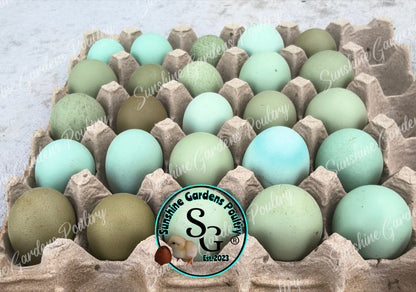 LOCAL PICK-UP Option: Christopher Lynn Rainbow Eggers (CLRE) - 12 Hatching Eggs*