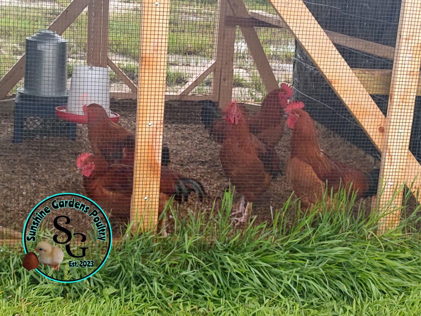 Black Tailed Red Marans (BTR) - Straight run ONLY*