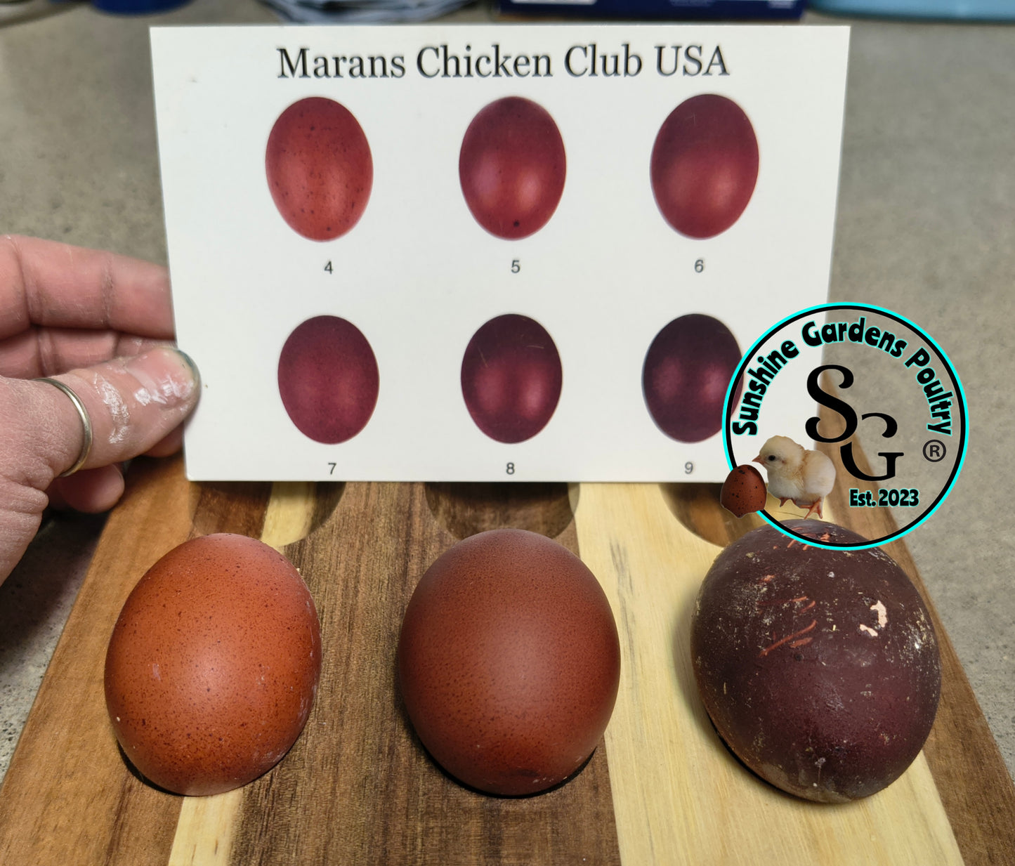 Black Tailed Red Marans (BTR) - Straight run ONLY*
