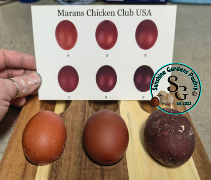 Black Tailed Red Marans (BTR) - Straight run ONLY*