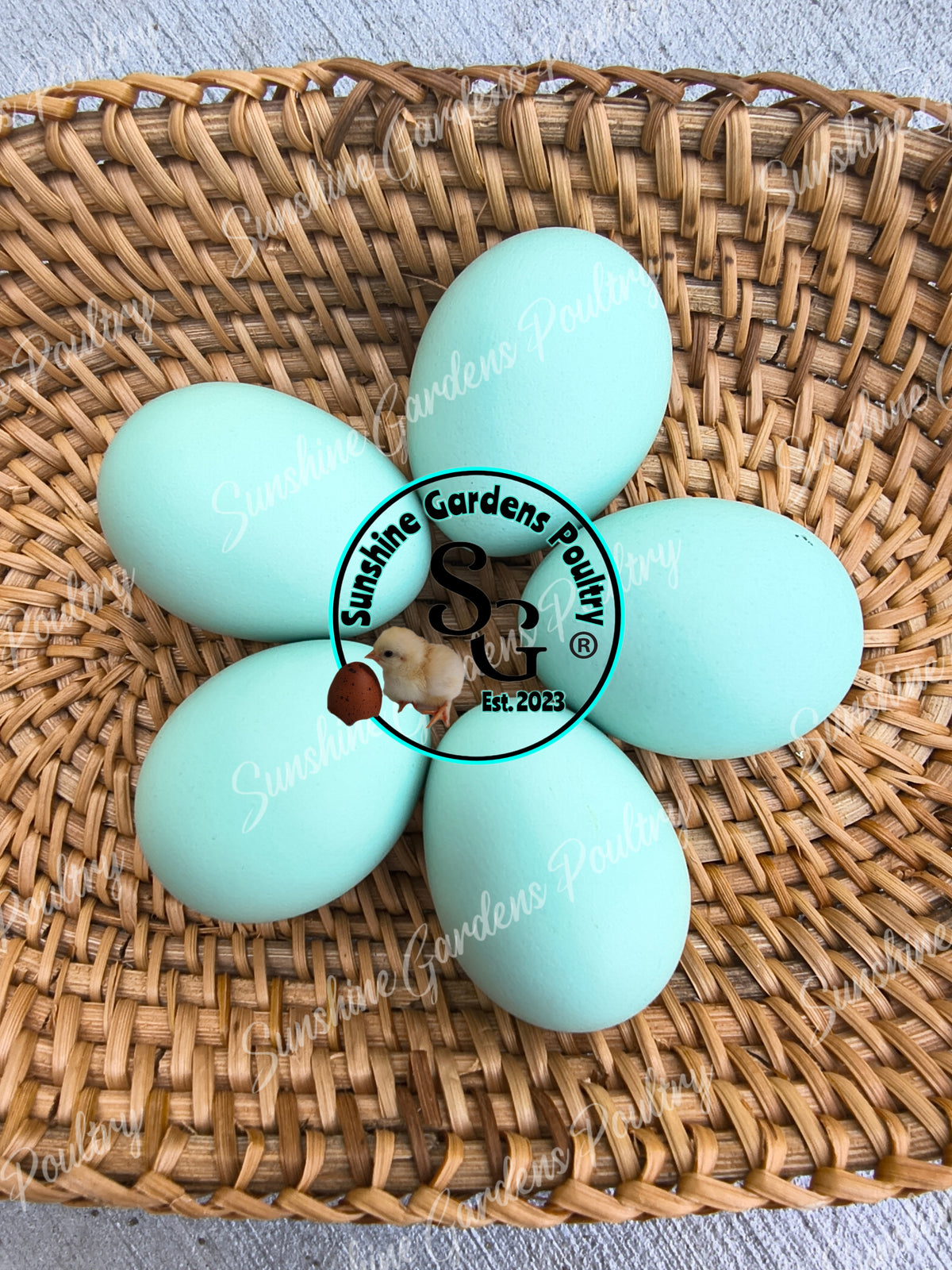 LOCAL PICK-UP Option: Christopher Lynn Rainbow Eggers (CLRE) - 12 Hatching Eggs*