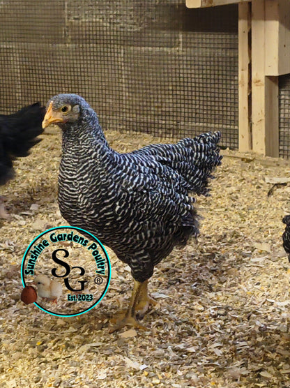 Heritage Plymouth Barred Rock - Straight run ONLY