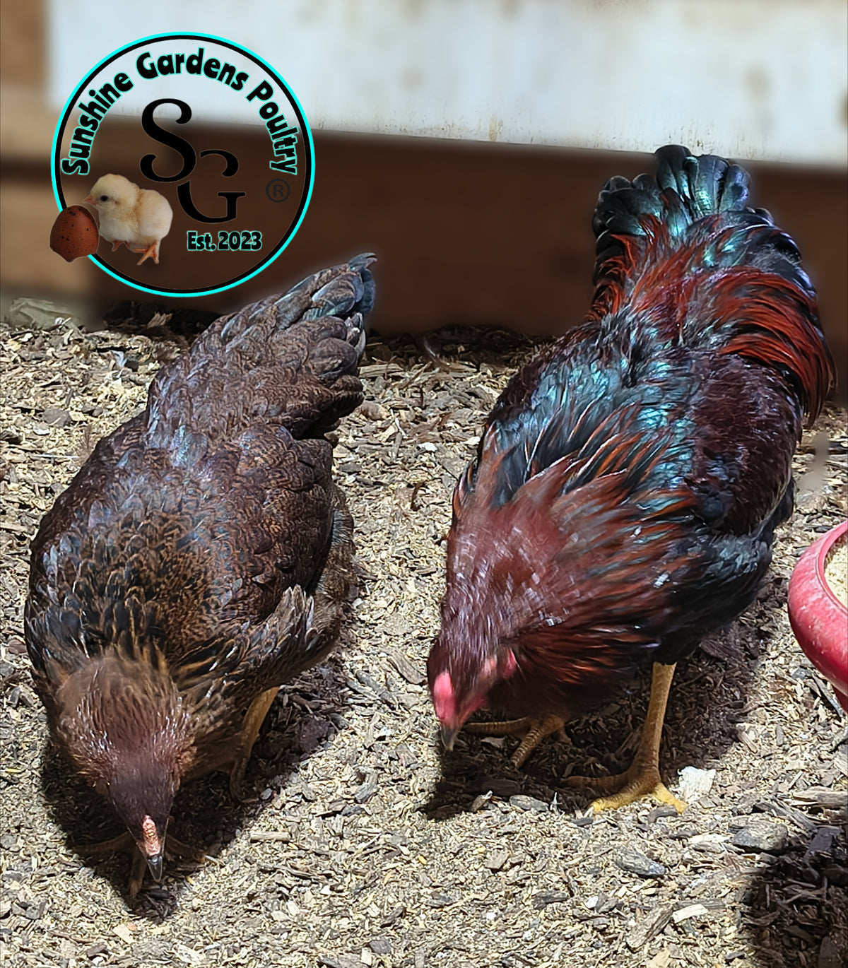 Partridge Chantecler - Straight run ONLY
