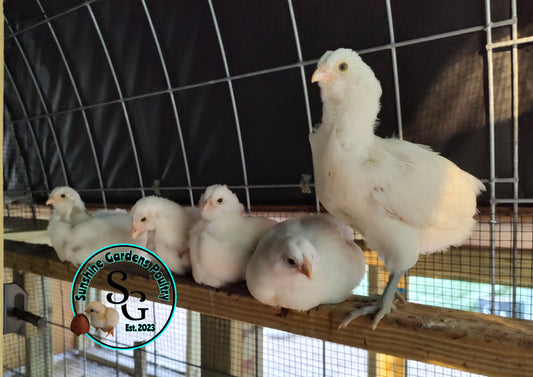 **PRE-ORDER** White Ameraucanas: Pullet 6-8 weeks old