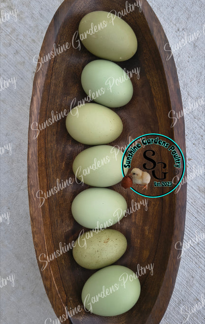 LOCAL PICK-UP Option: Christopher Lynn Rainbow Eggers (CLRE) - 12 Hatching Eggs*